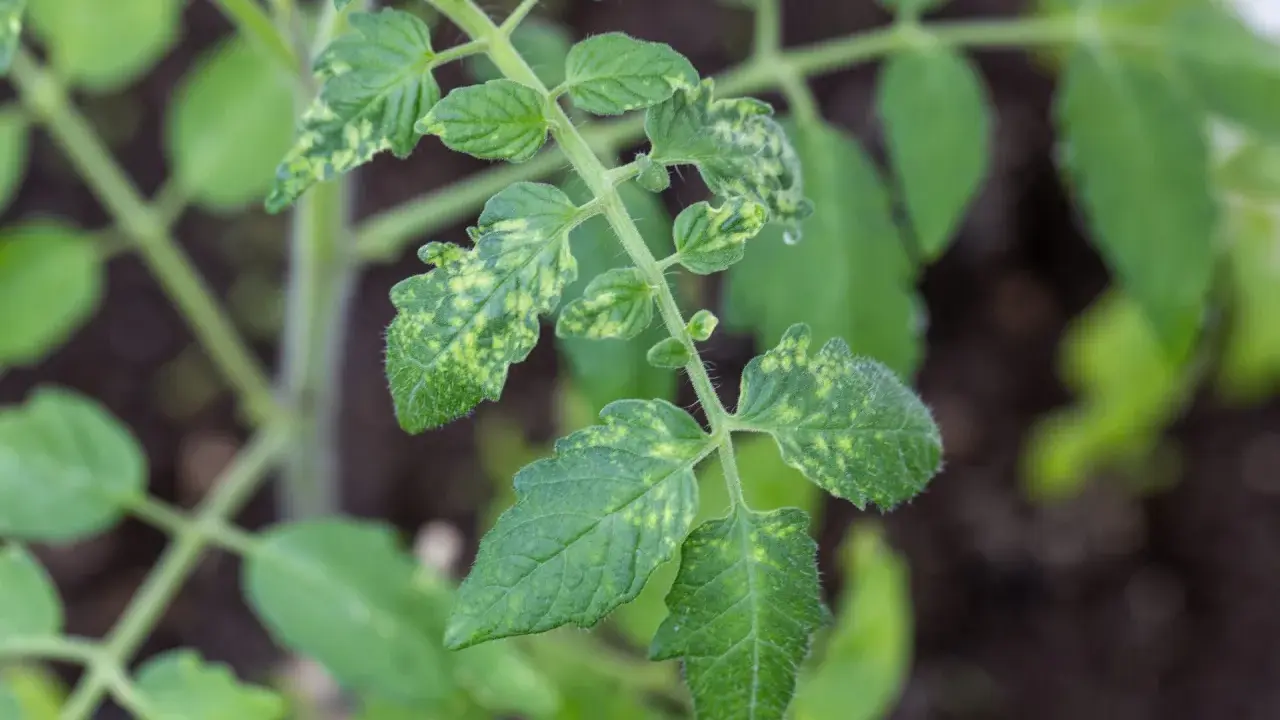 Jeune plant de tomates aux feuilles vertes marbrées de taches jaunes, comme si elles étaient saupoudrées de poussière blanche.
