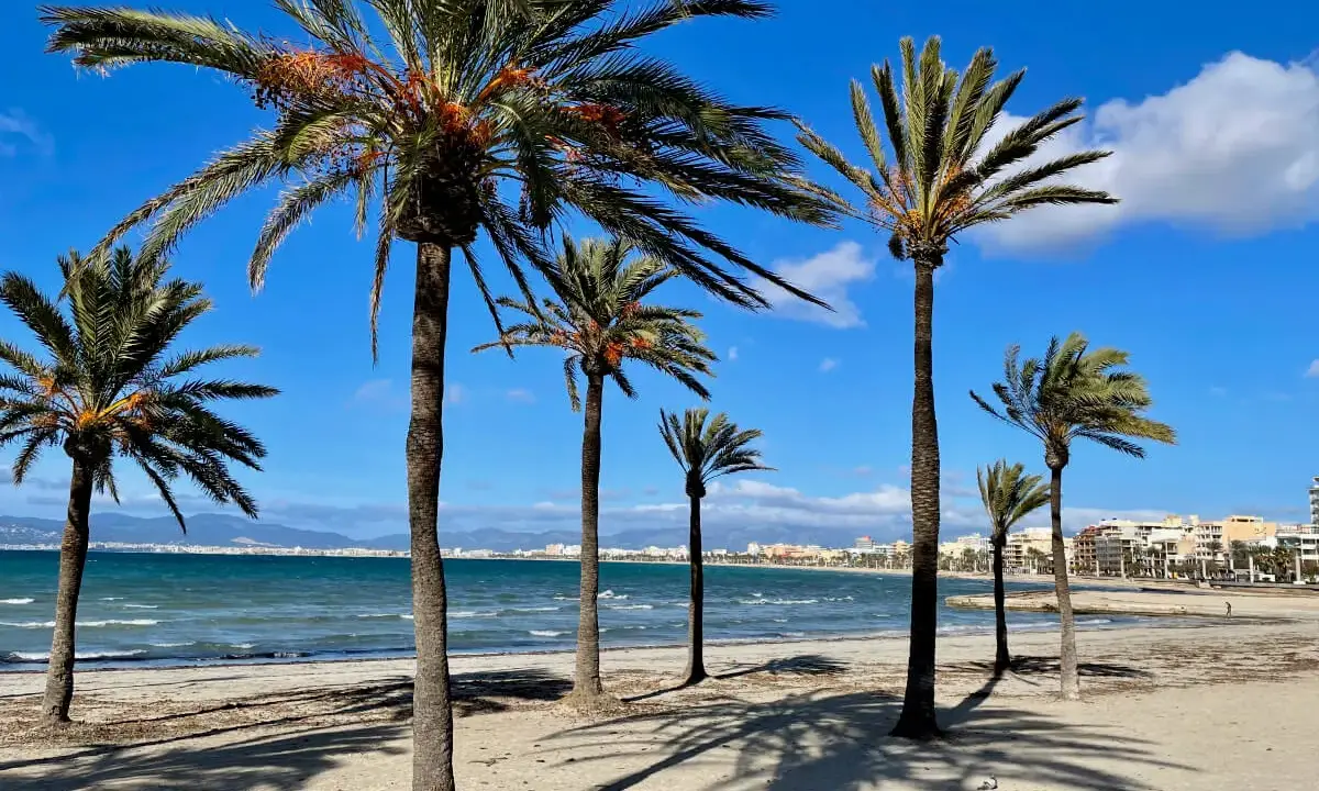 Palmen säumen den sonnigen alcudia strand. Das Meer glitzert, im Hintergrund eine Stadt.