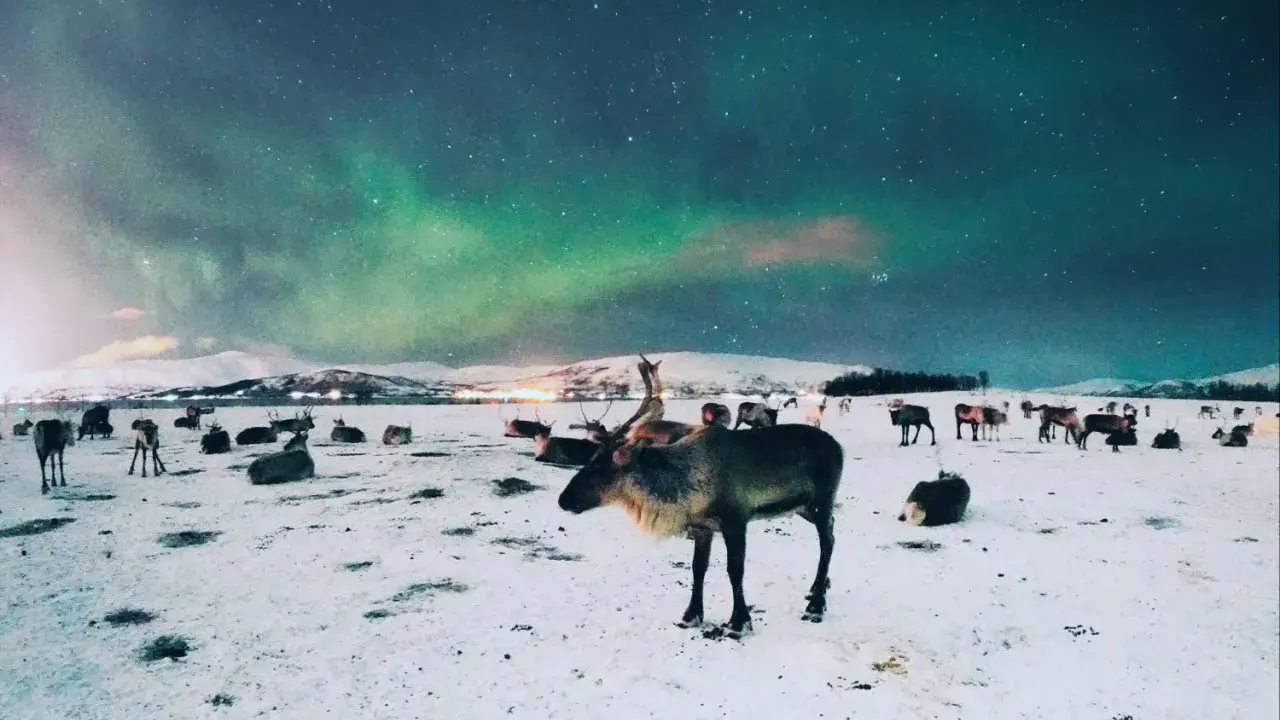 Stado reniferów na śniegu pod zorzą polarną w Tromsø, Norwegia.