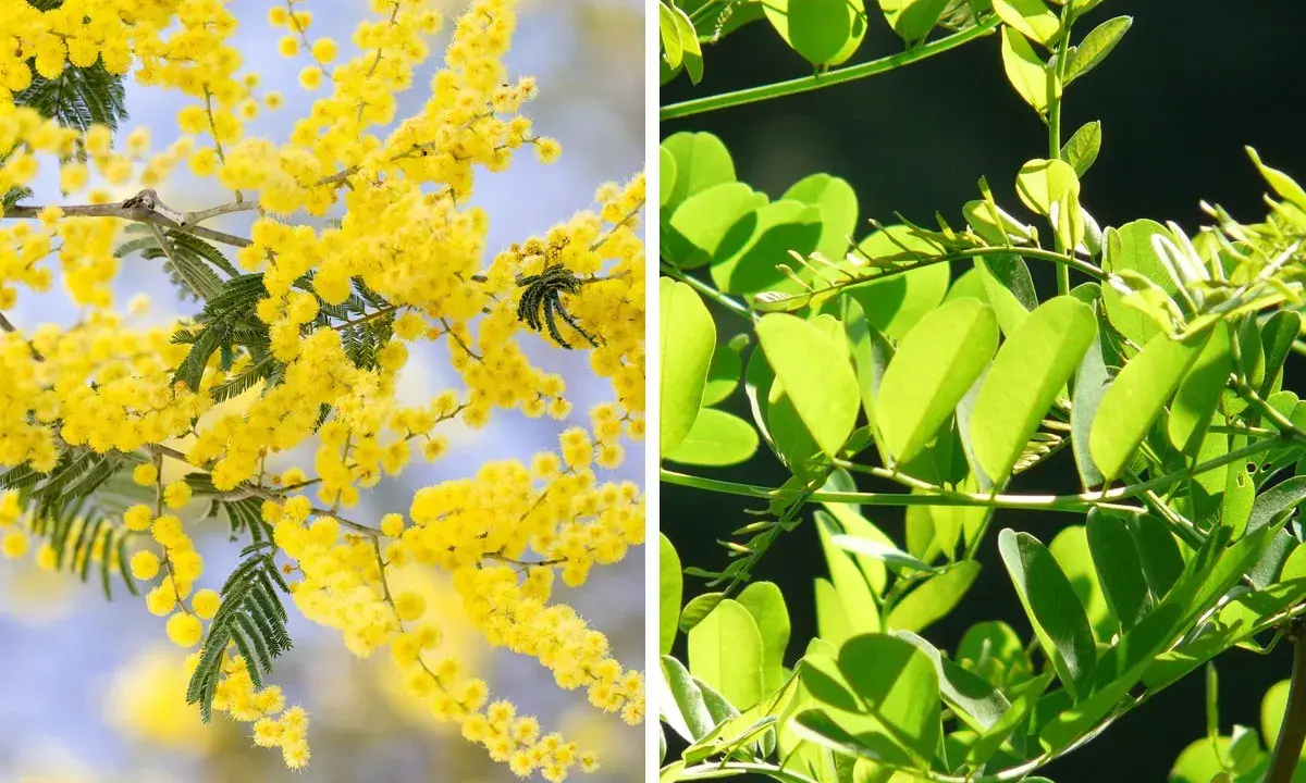 Links: Akazie mit gelben Blüten. Rechts: Robinie mit grünen Blättern. Der Unterschied zwischen Akazie und Robinie ist deutlich.