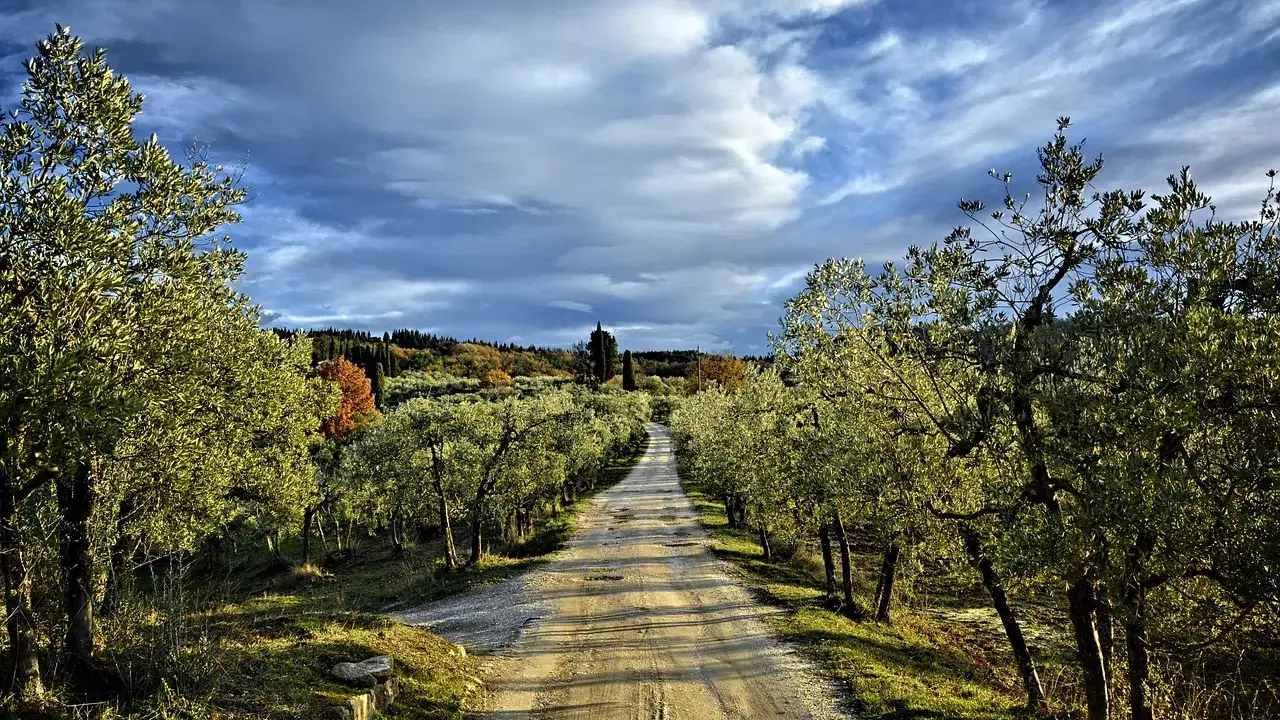 Strada sterrata fiancheggiata da ulivi, un invito a percorrere la via romea sanese sotto un cielo drammatico.