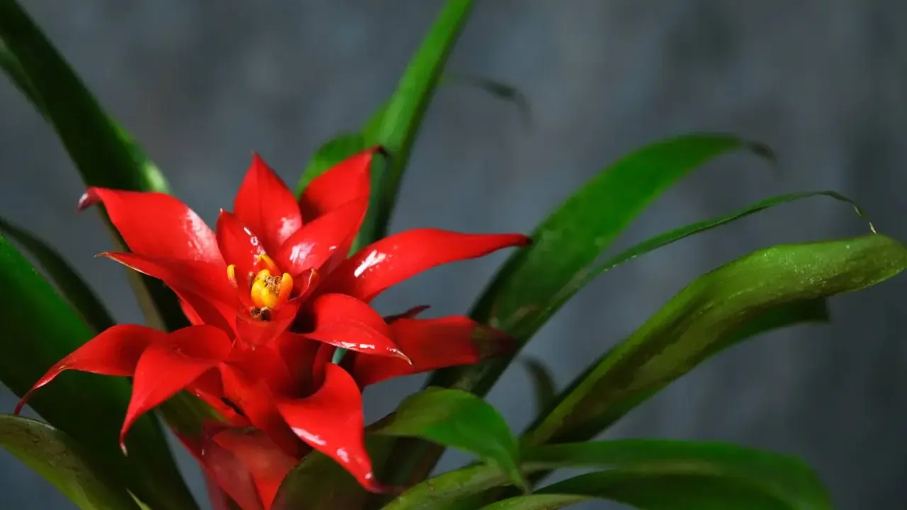 Jasnoczerwony kwiat bromelii z żółtym środkiem, otoczony zielonymi liśćmi. Kwitnie długo, ciesząc oko.