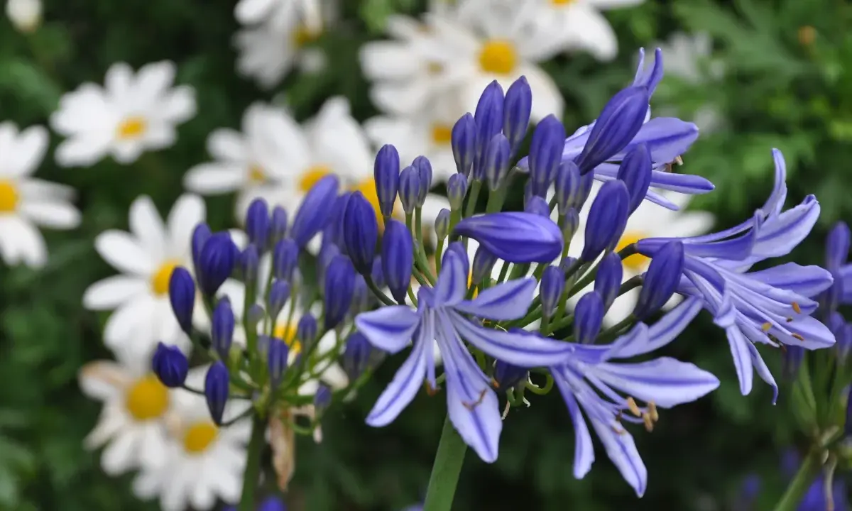 Blå agapanthusblommor blommar framför vita margueriteblommor.
