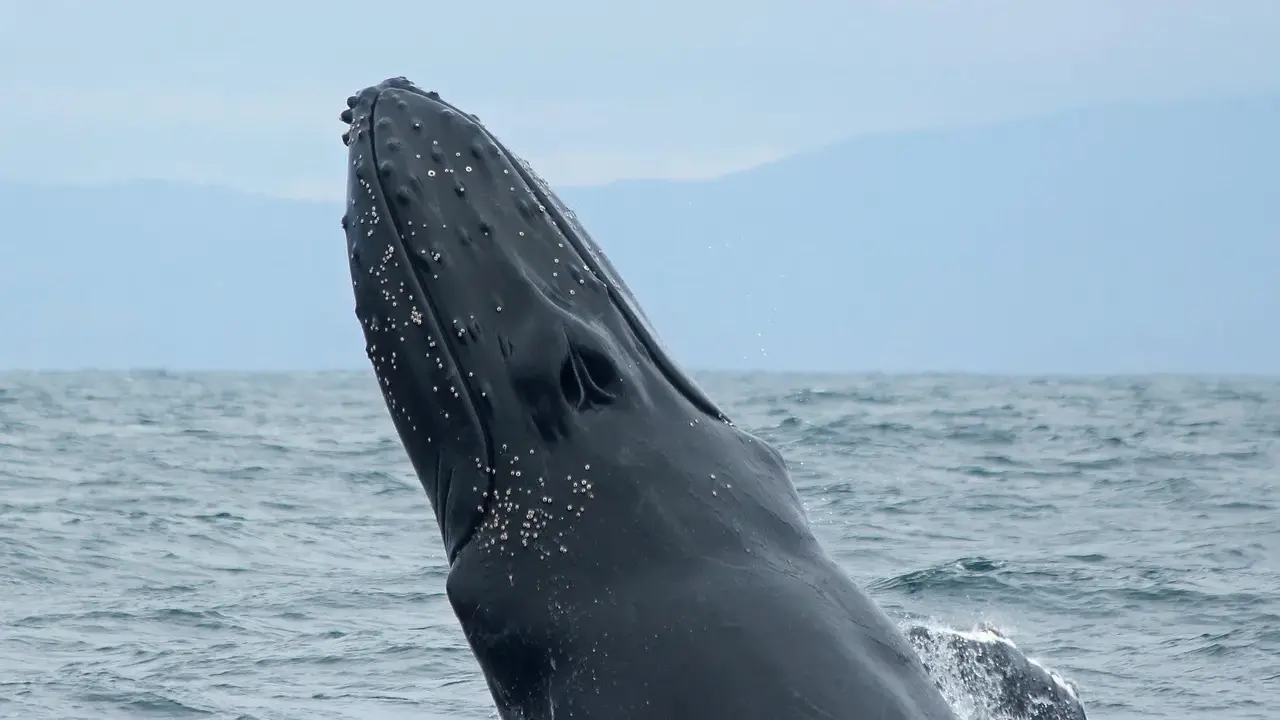 La testa di una balena megattera emerge dall'acqua, con piccole creature marine attaccate alla sua pelle scura.