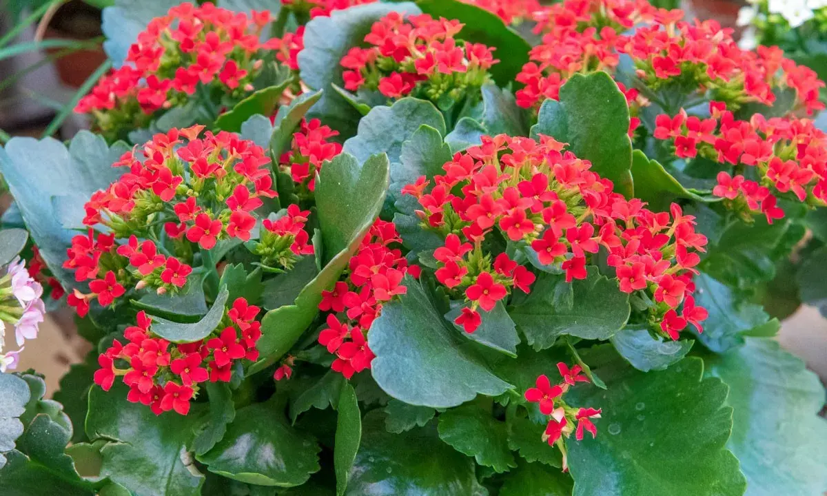 Gros plan sur un kalanchoé intérieur ou extérieur aux fleurs rouges vives et aux feuilles vertes charnues.
