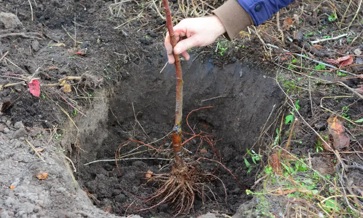 Ein junger Apfelbaum mit Wurzeln wird in ein vorbereitetes Loch im Boden gesetzt. Das Umtopfen ist im Gange.