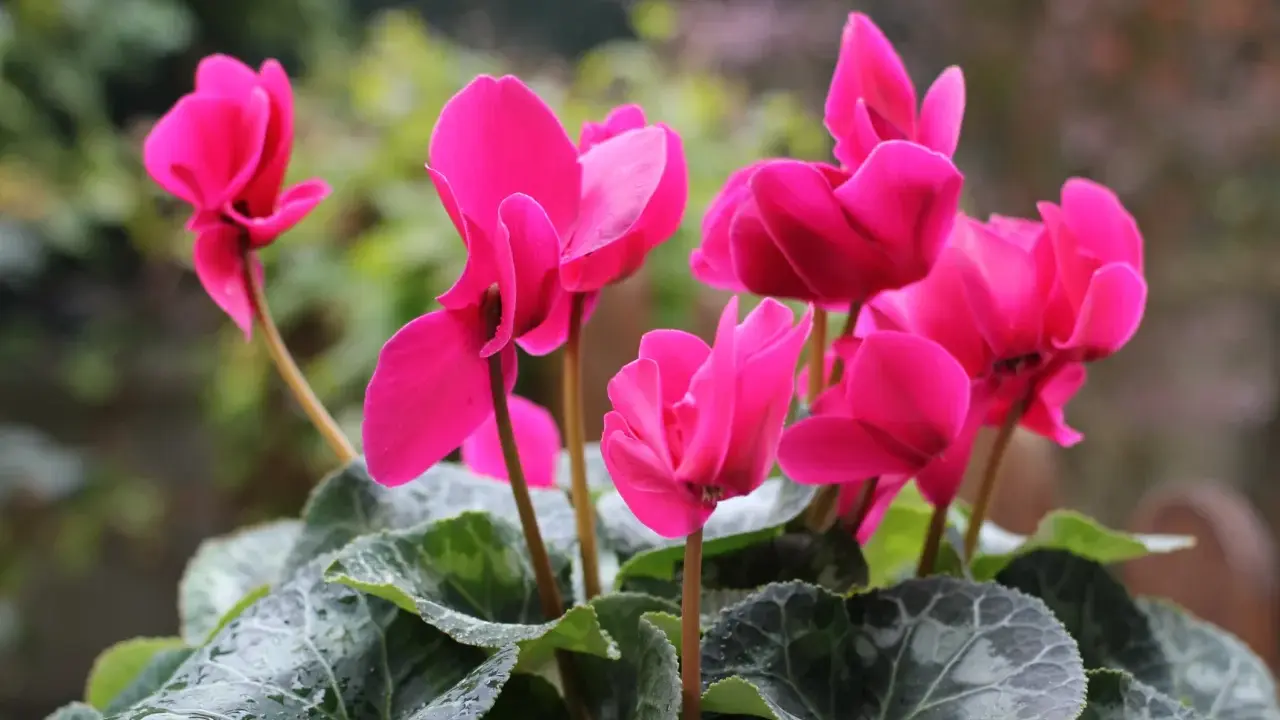 Fleurs roses vives sur une plante en pot extérieur increvable, avec des feuilles vertes mouillées par la pluie.