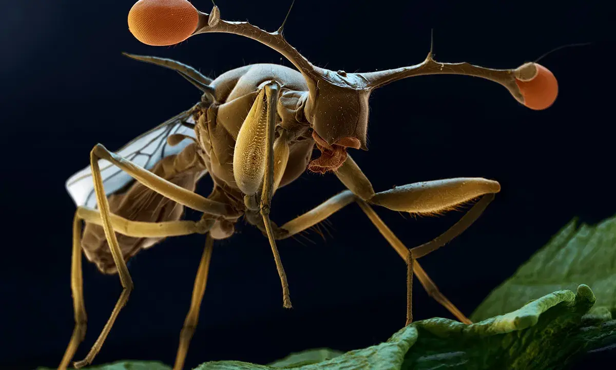 En närbild av en tsetseflugan med sina karakteristiska, långa antenner och stora, orange ögon. Den sitter på ett grönt blad.