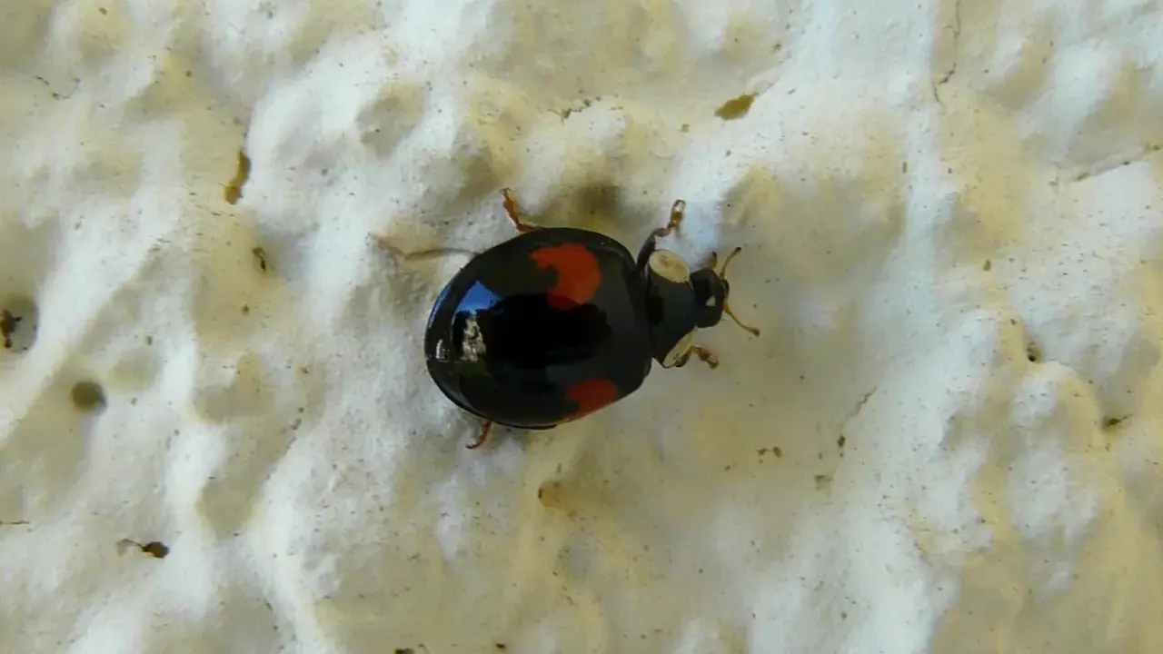 Une coccinelle noir point rouge, avec ses élytres luisantes, se promène sur une surface texturée blanche.