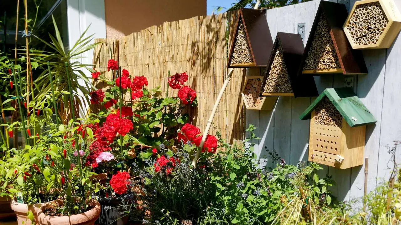Bienenhotels an einem sonnigen Gartenzaun, umgeben von roten Rosen und Kräutern. Ein Zeichen für die Bedeutung der Eisheiligen für die Pflanzenwelt.