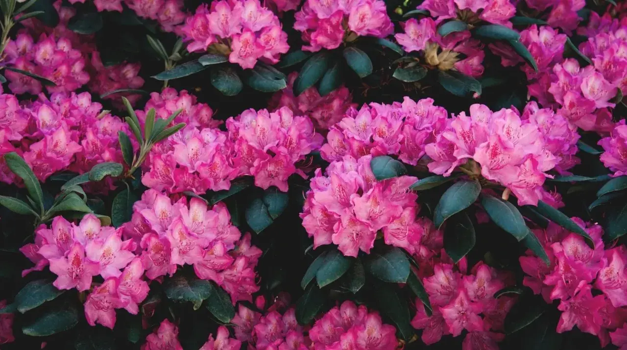 Gros plan sur des rhododendrons roses éclatants. Apprenez comment tailler un rhododendron pour une floraison optimale.