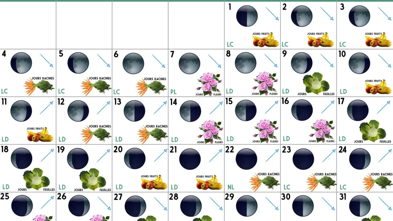 Calendrier lunaire mai : phases lunaires et indications pour semer fruits, légumes racines, feuilles et fleurs.