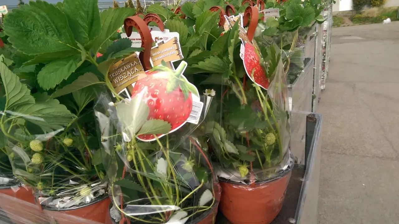 Des fraisiers en pot, prêts à être plantés, avec des étiquettes illustrant de belles fraises rouges.