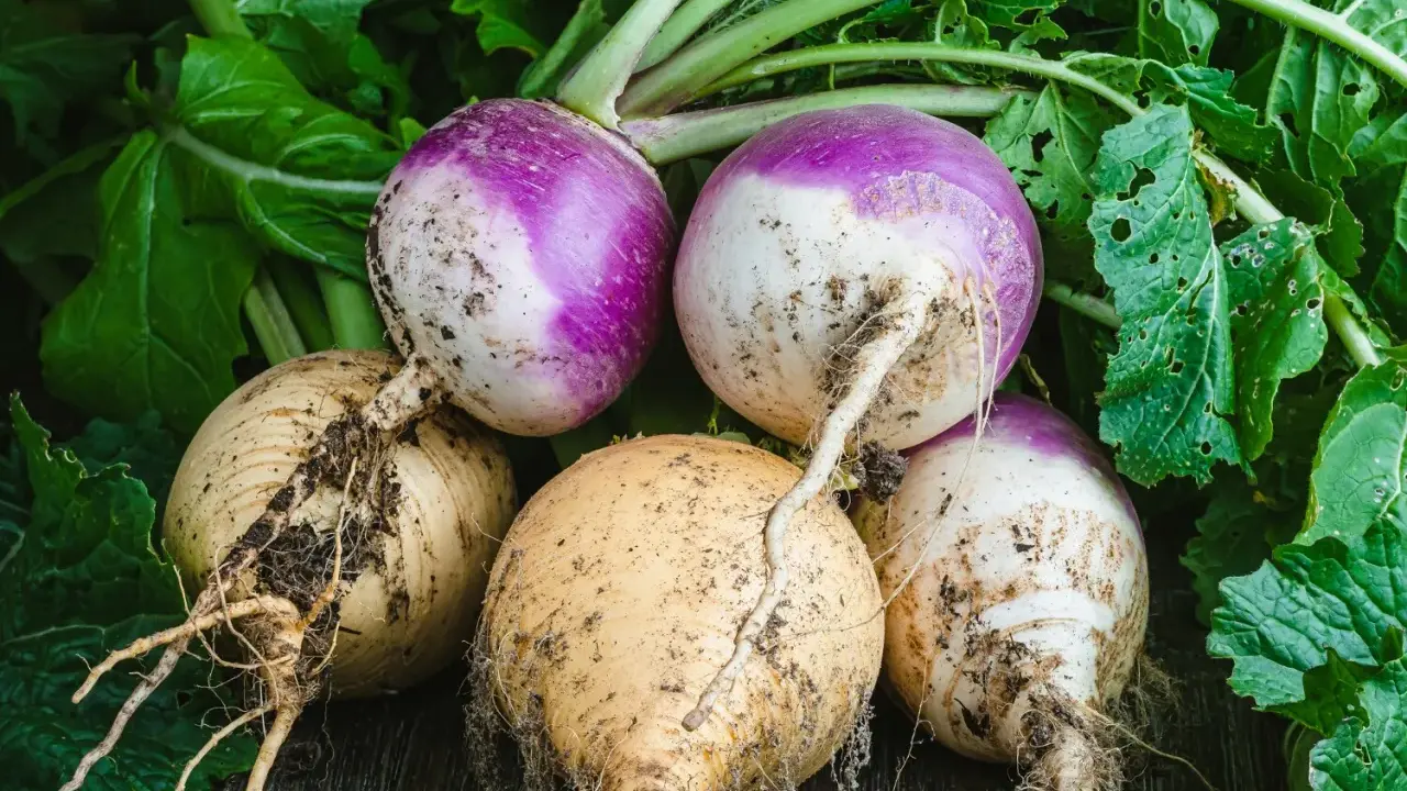Navets fraîchement récoltés, certains violets et blancs, d'autres jaunes, prêts à être plantés ou cuisinés.