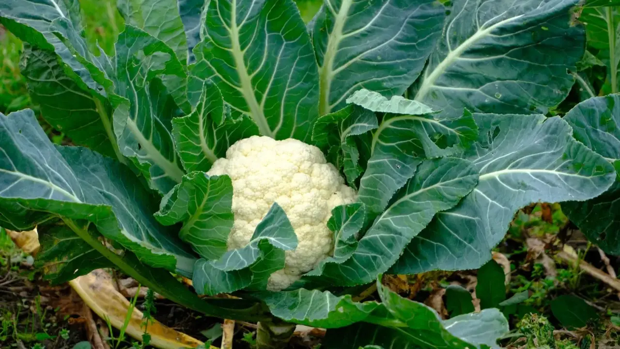 Gros chou-fleur blanc au cœur d'un feuillage vert luxuriant, prêt pour la récolte. La culture de ce légume est un art.