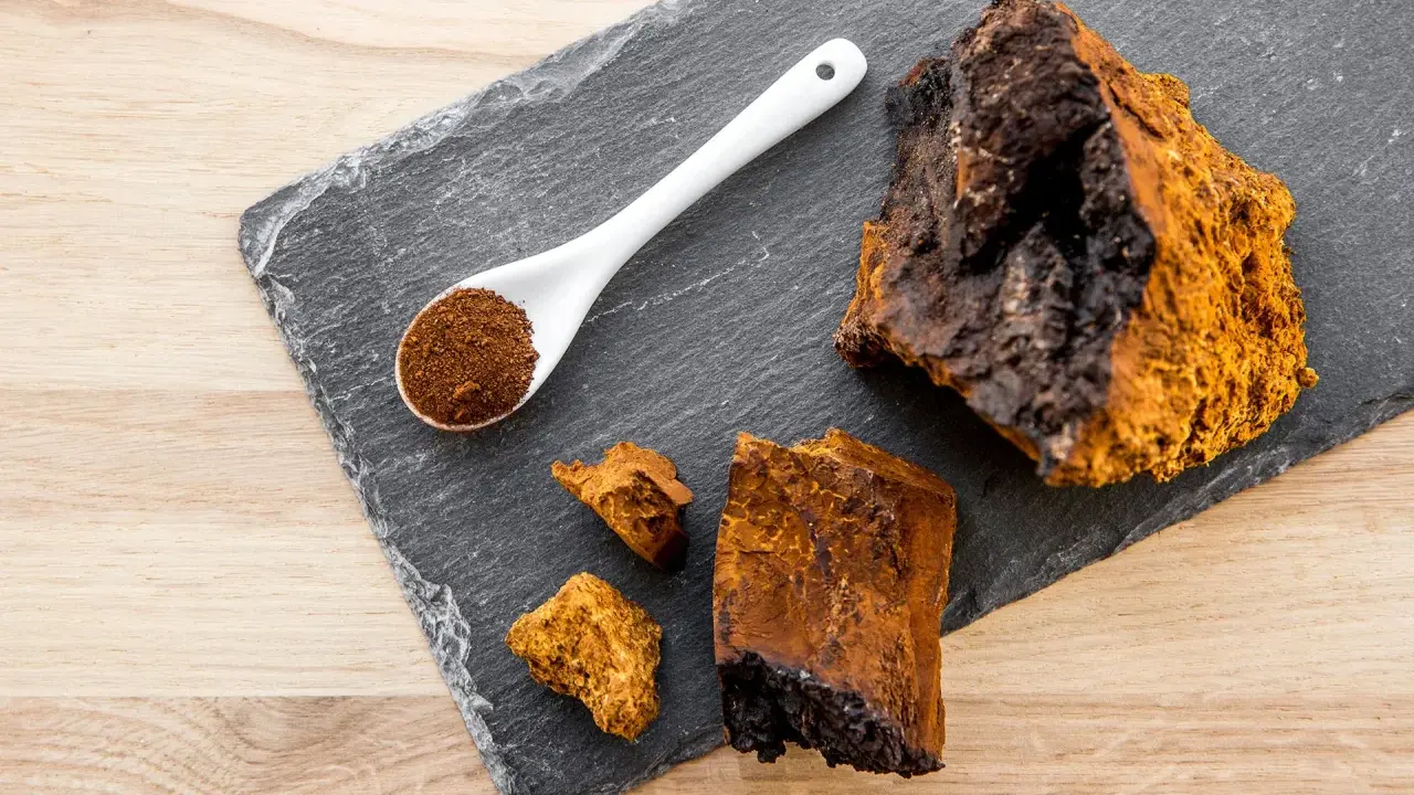 Morceaux de chaga brut et en poudre sur une ardoise, évoquant les nombreux chaga bienfaits pour la santé.