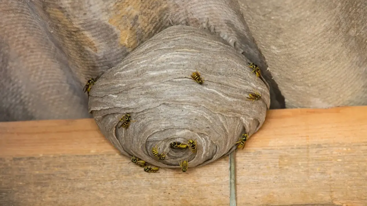 A large, papery eastern yellow jacket ground nest is attached to a corrugated surface, with several yellow jackets crawling on its exterior.