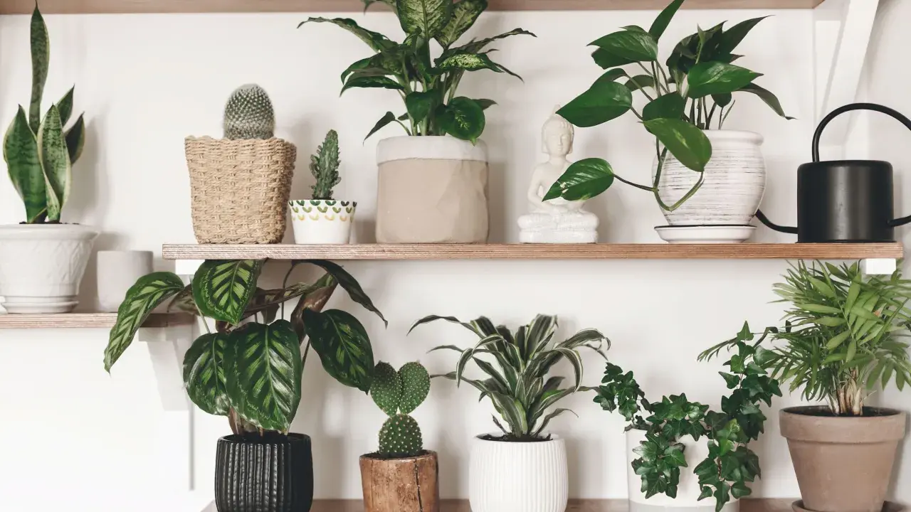 Estanterías llenas de **plantas que purifican el aire**, como sansevieria, pothos y calatheas, junto a cactus y una figura de Buda.