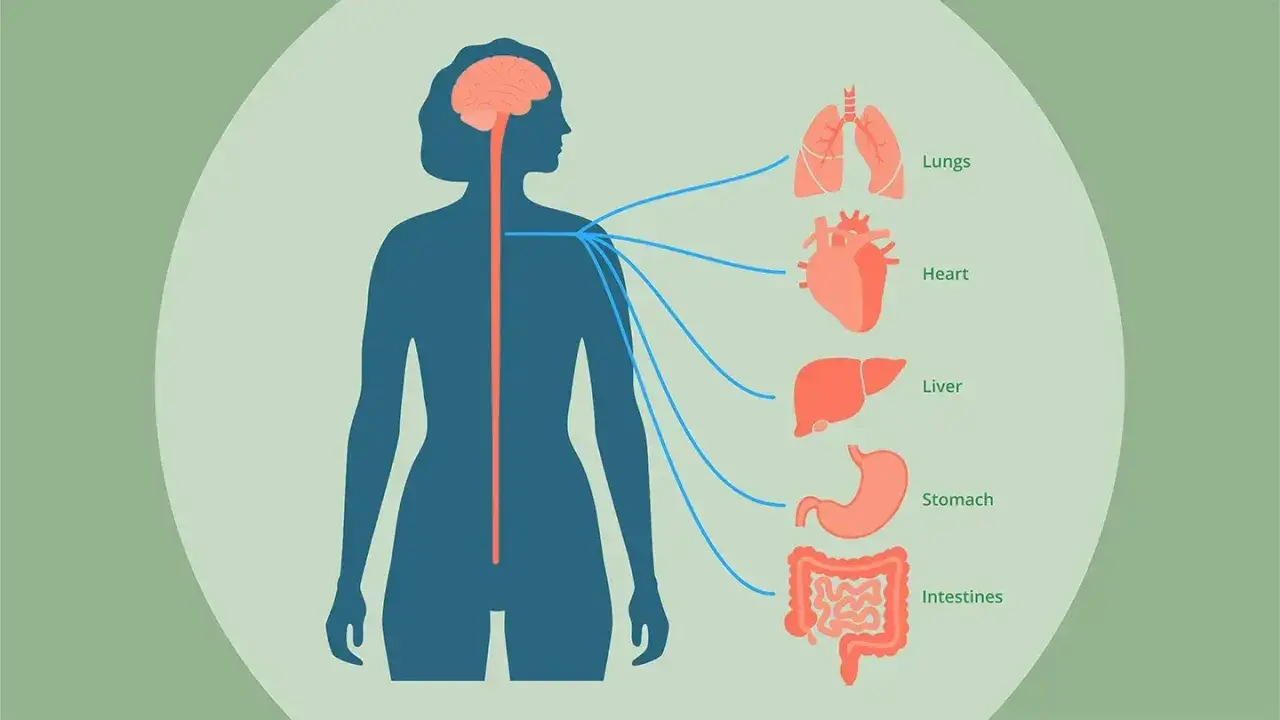 Illustration visar hur vagusnerven kopplar hjärnan till organ som lungor, hjärta, lever, magsäck och tarmar.