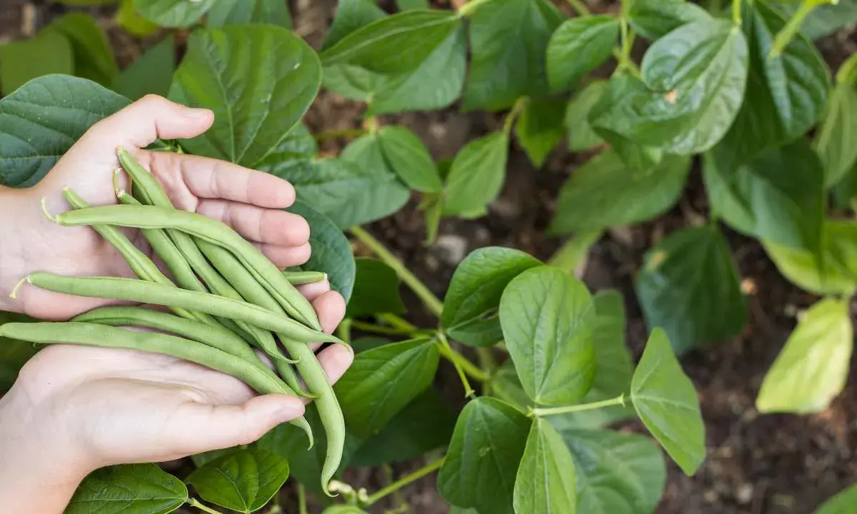 Mains tenant une récolte fraîche de des haricots verts, entourées de feuilles vertes luxuriantes.