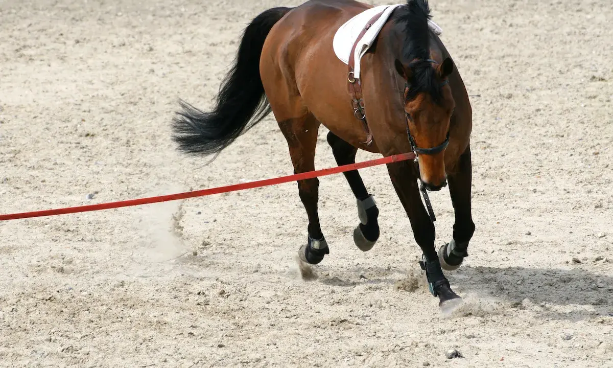 Braunes Pferd testet beim Longieren auf Sandboden, die rote Longe wirbelt Staub auf.