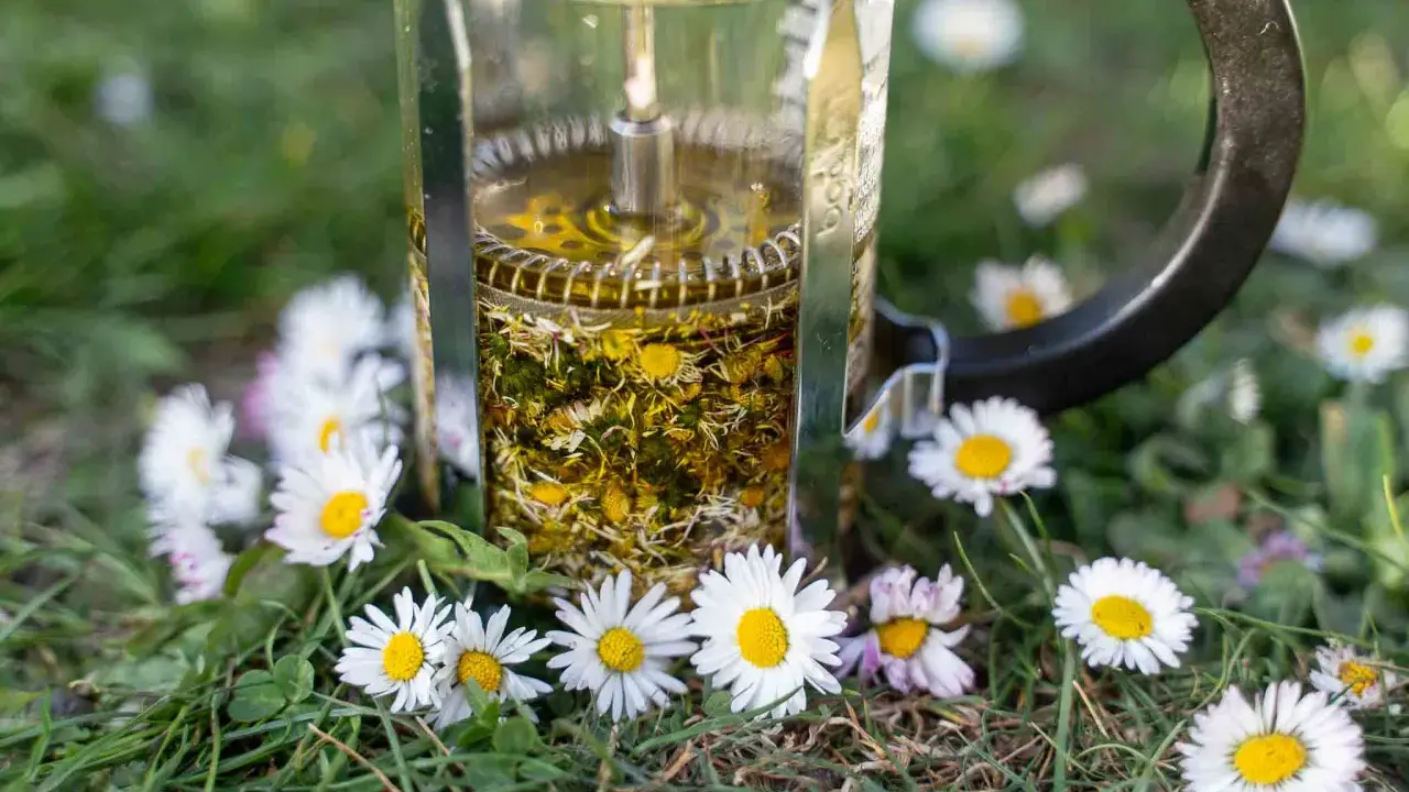 Infusion d'huile de paquerette dans une cafetière à piston, entourée de fleurs de pâquerettes sur l'herbe.
