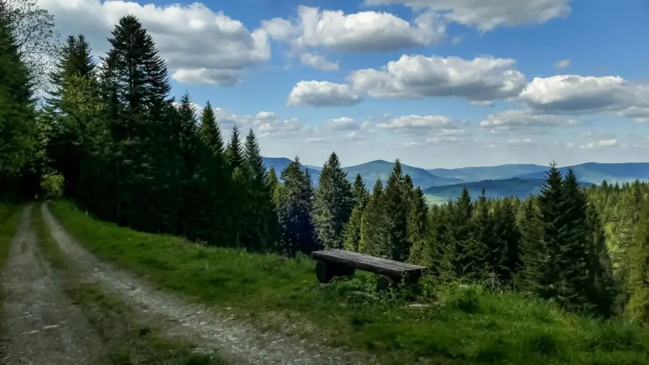 Kamienista ścieżka prowadzi przez las, a na skraju polany stoi drewniana ławka. To idealne miejsce na odpoczynek podczas wędrówki szlakiem na Maciejową.