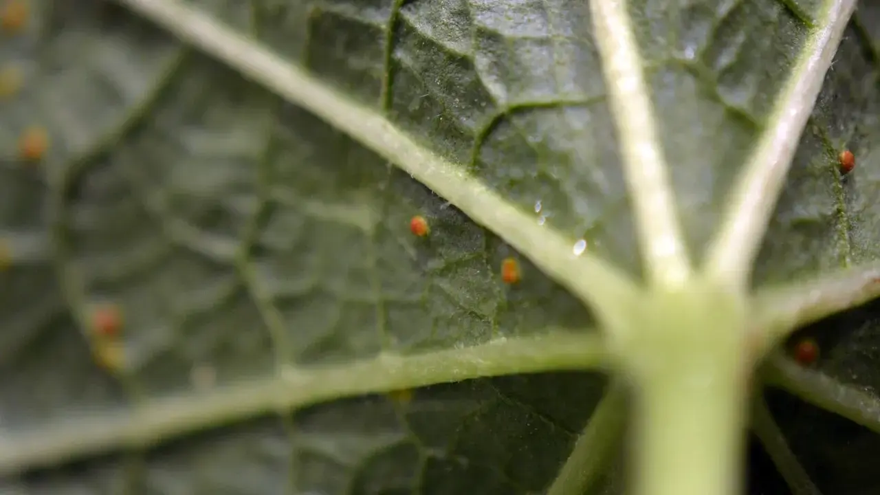 Närbild på ett grönt stockros blad med små orange prickar, troligen ägg eller larver.