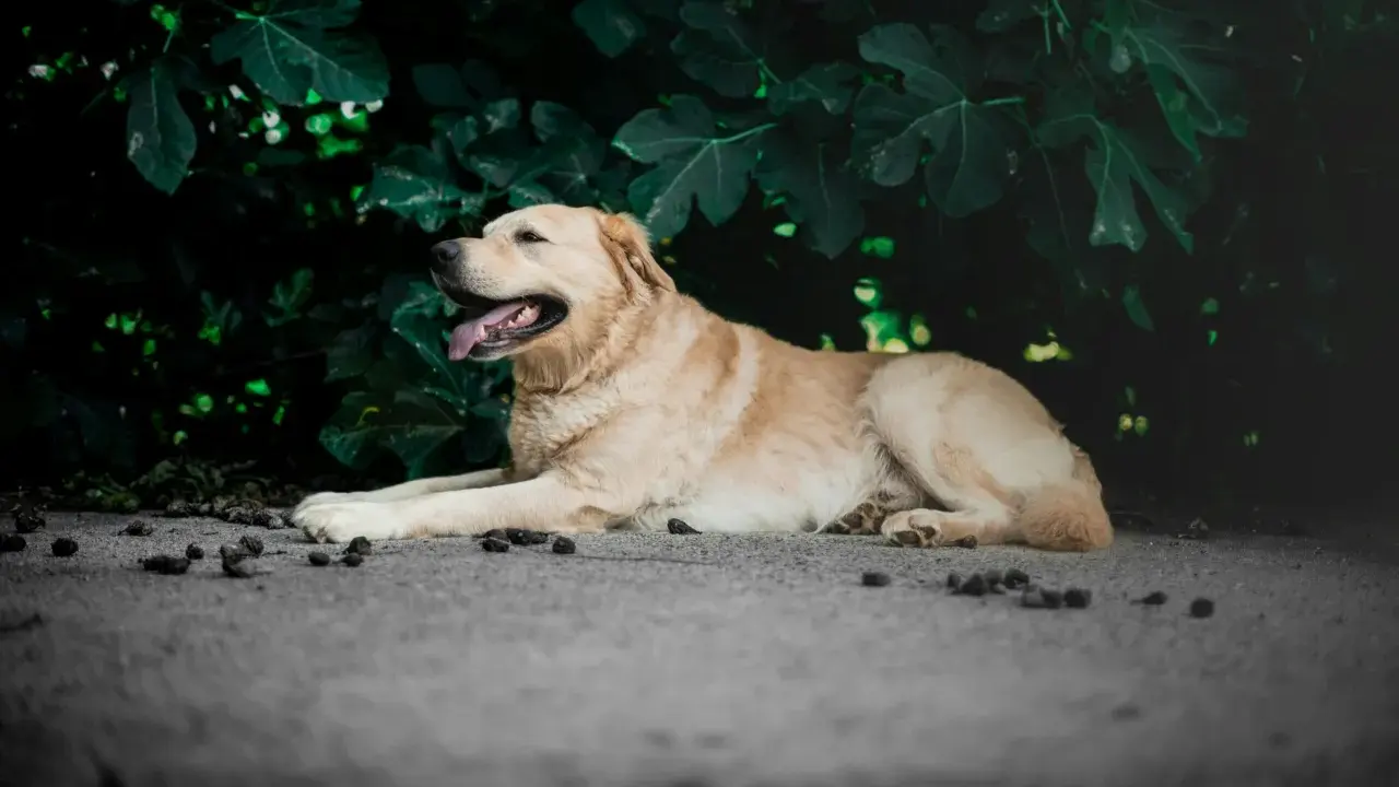 Un chien doré se repose paisiblement, l'air serein. On se demande quand le zylkène effet au bout de combien de temps se fera sentir pour qu'il soit si calme.