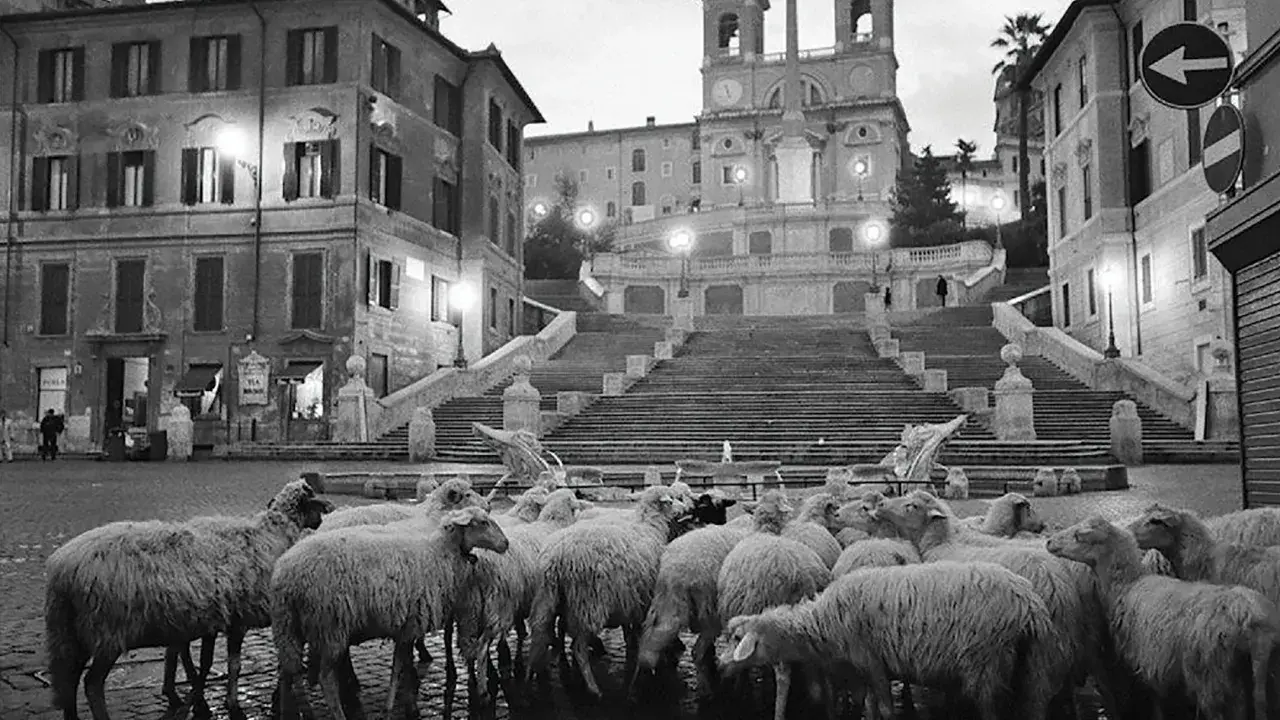 Un gregge di pecore occupa Piazza di Spagna, Roma. Un **scianna fotografo** cattura questo insolito scenario notturno.