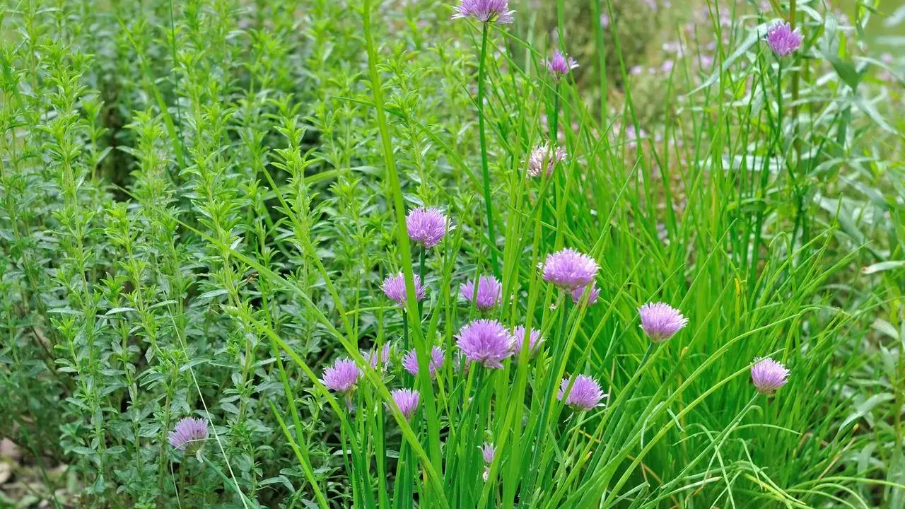 Un jardin d'herbes aromatiques prospère à l'ombre, avec des ciboulettes en fleurs et une plante verte dense.