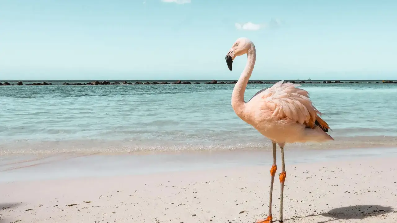 Ein rosa Flamingo steht am Strand von Aruba. Das Meer glitzert, der Himmel ist blau.