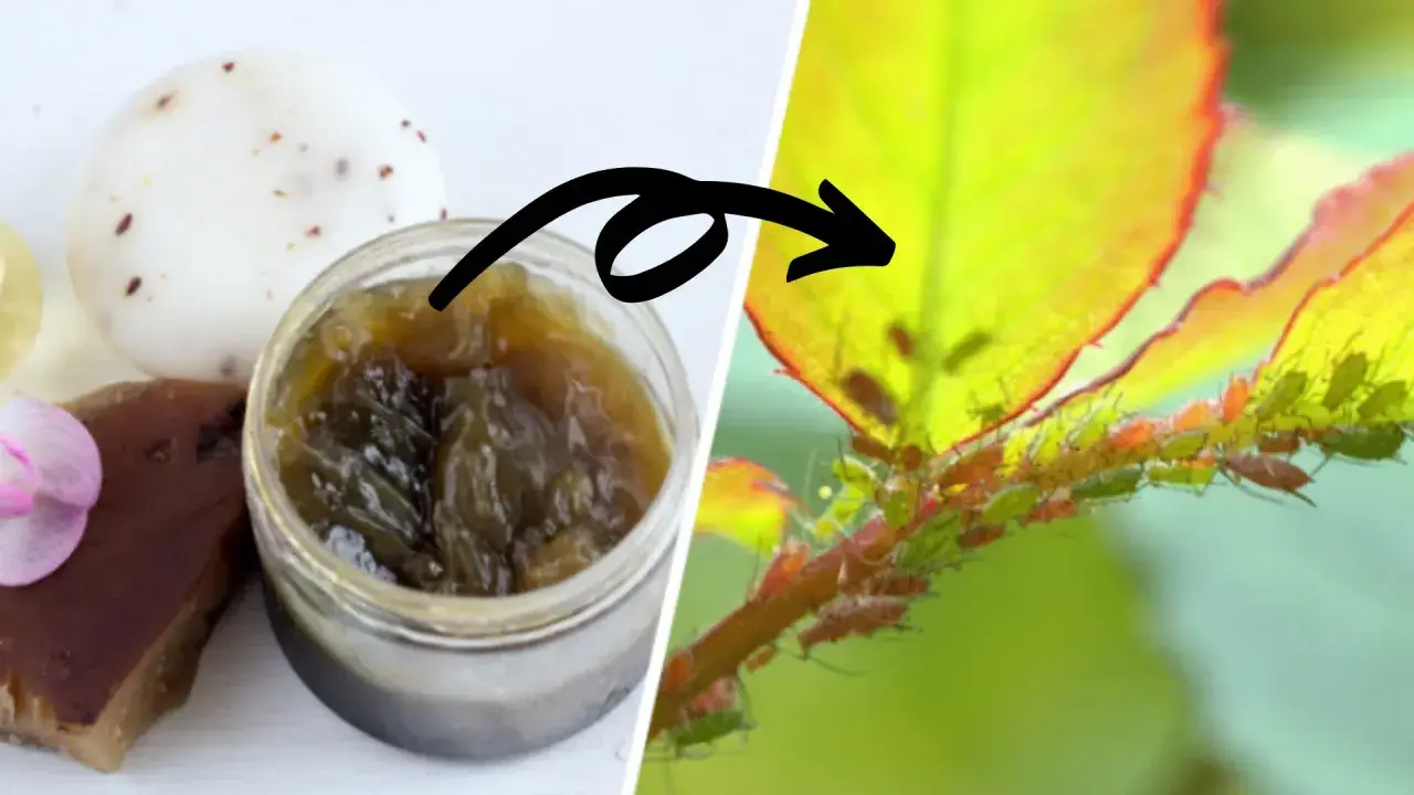 Savon noir artisanal et une branche de rosier infestée de pucerons. Une solution naturelle pour lutter contre les pucerons.