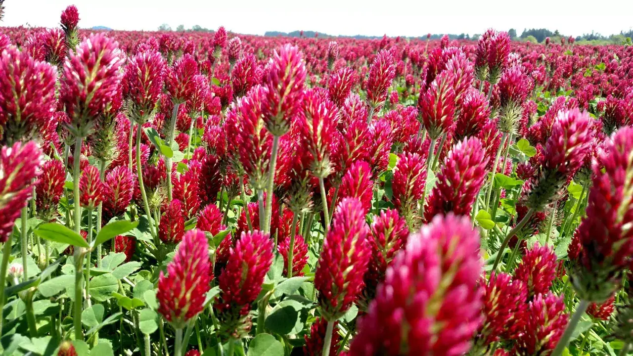 A field of vibrant crimson clover in full bloom. The dense planting suggests a focus on optimal crimson clover seeding rate for a lush ground cover.