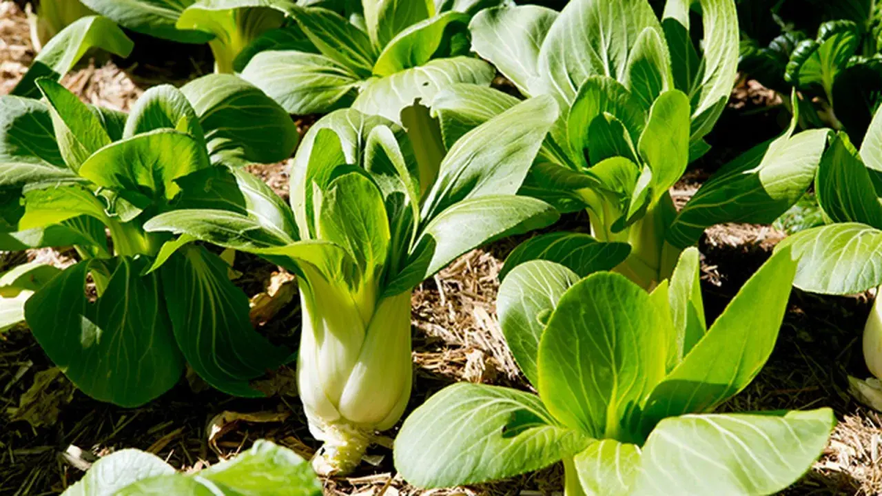 Plantas de bok choy listas para cosechar, perfectas verduras de invierno para plantar.