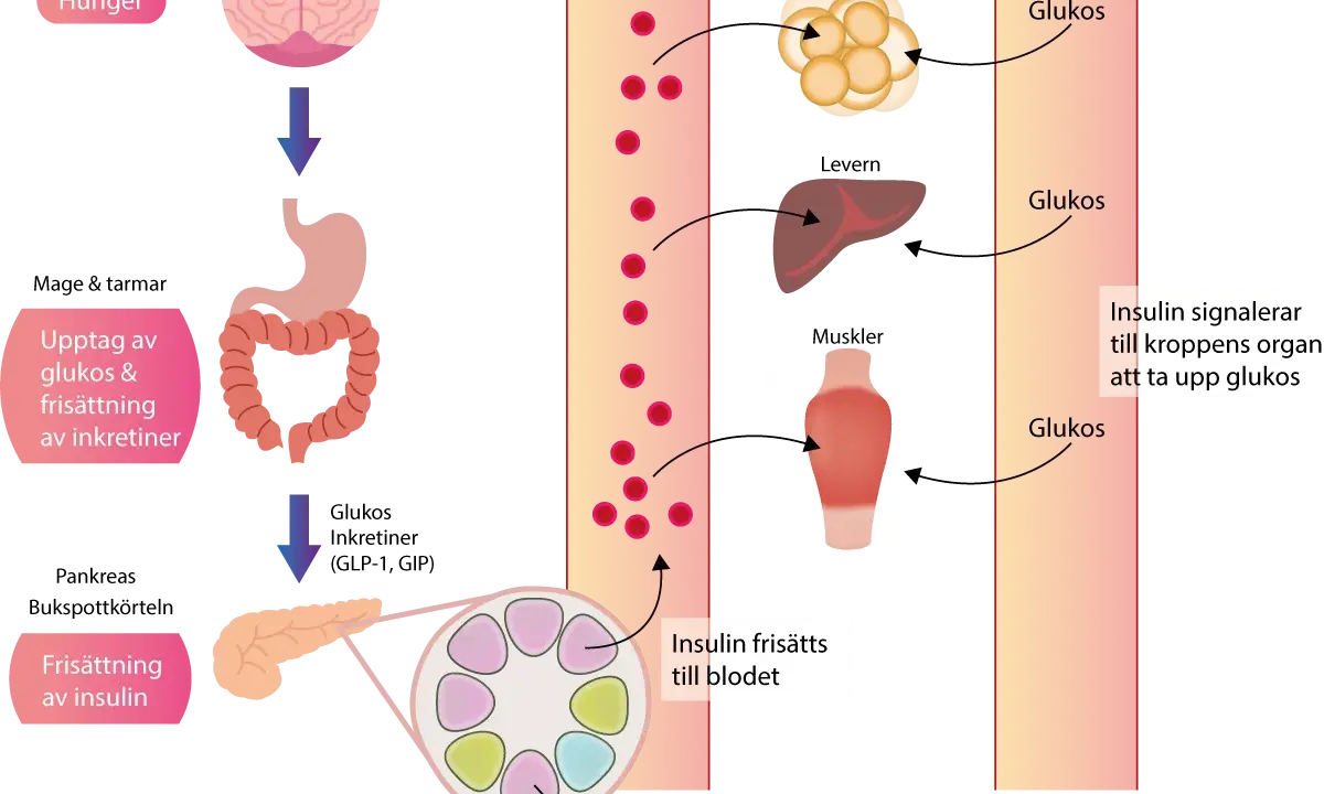 Diagram som visar hur kroppen hanterar glukos och insulin. Insulin frisätts för att reglera blodsockret, viktigt vid gravid diabetes.