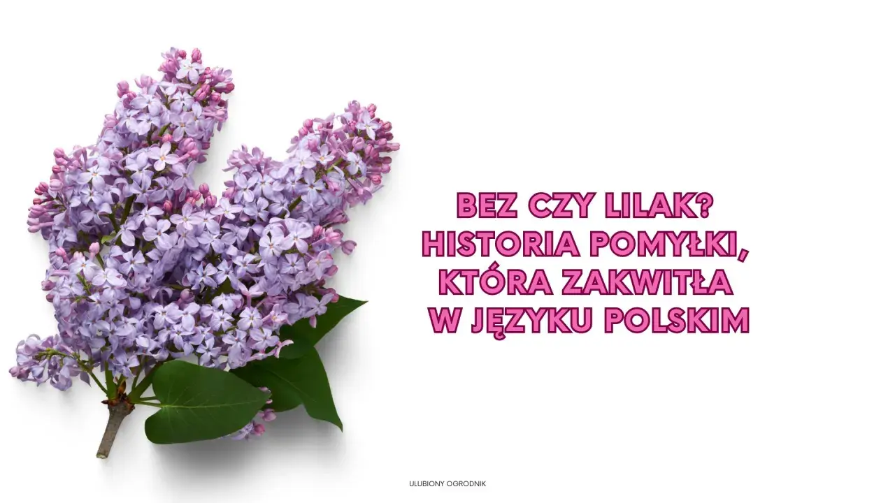Gałązka bzu z fioletowymi kwiatami na białym tle.