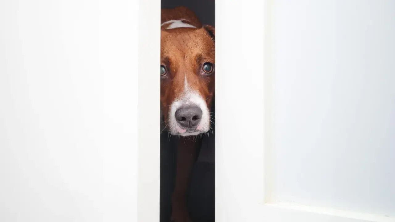 Mon chien, un Jack Russell, observe prudemment par l'entrebâillement d'une porte. Il semble prêt à bondir sur les inconnus.