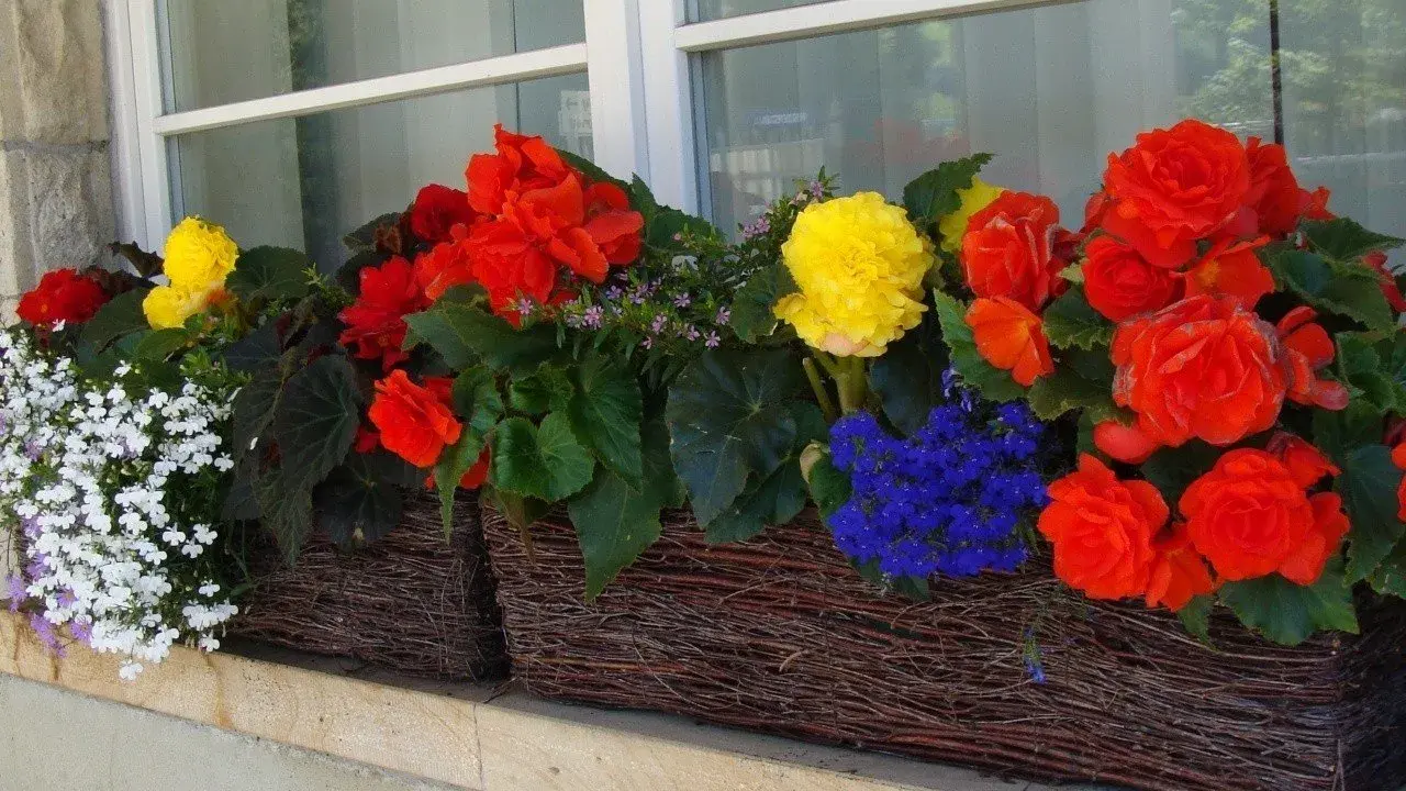 Kolorowe kwiaty do cienia na balkon: czerwone, żółte i niebieskie begonie oraz biała lobelia w wiklinowych skrzynkach.