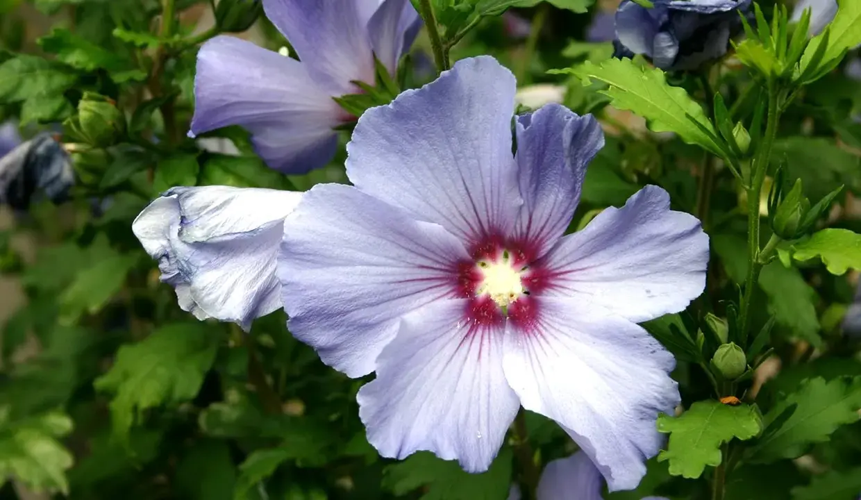 Fleurs de *Hibiscus syriacus* bleues et violettes, avec un cœur rouge profond, sur fond de feuilles vertes.