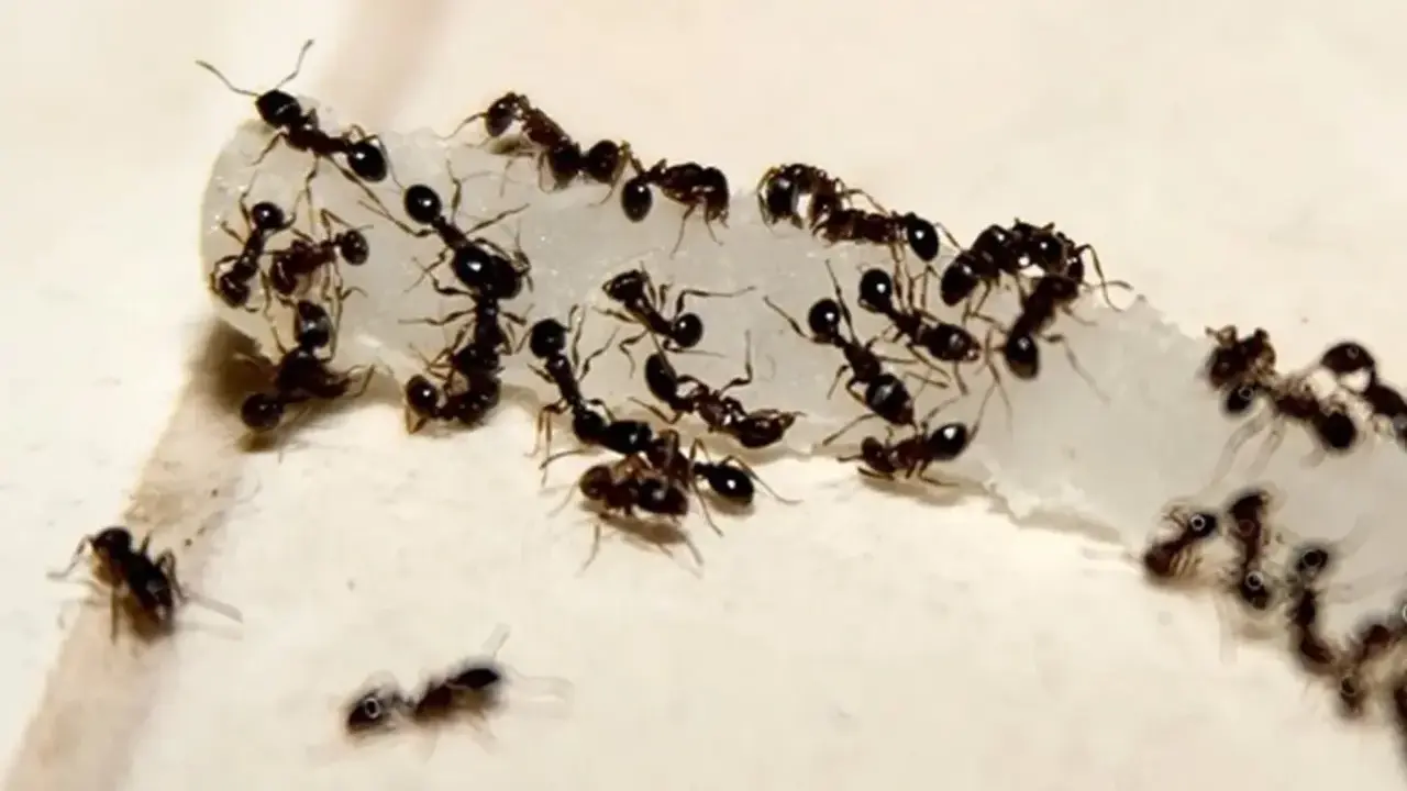 A swarm of cornfield ants congregates on a white, crumbly substance, working together to carry it away.