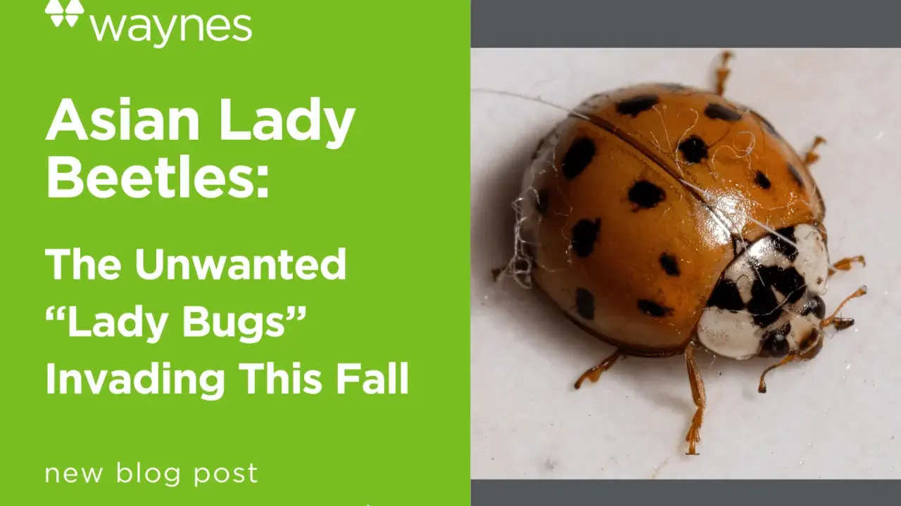 Close-up of an Asian lady beetle, a common pest. Learn interesting Asian lady beetle facts and how to deal with their fall invasion.
