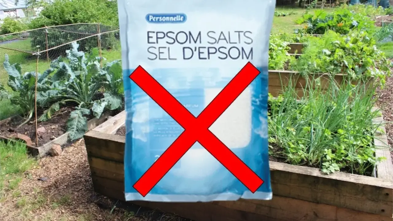 Sac de sel d'Epsom barré d'une croix rouge. Le texte indique que le sel d'Epsom n'est pas utile pour le jardin, contredisant la croyance populaire. Attention aux sels d'Epsom danger pour votre jardin.