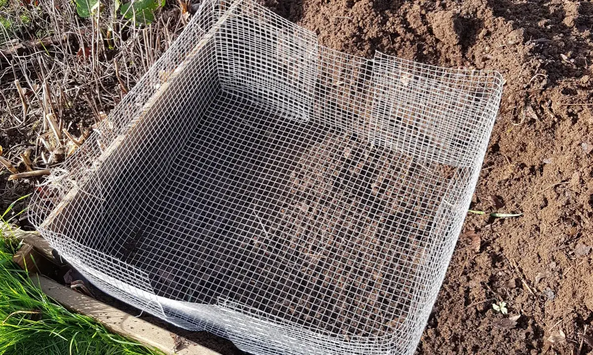Un carré de grillage protège le potager des mulots.