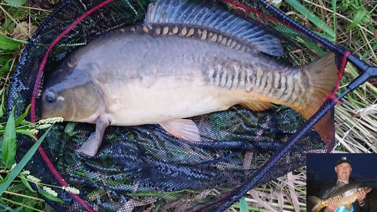 Duży karp w podbieraku, idealny na rybne ciasto. W małym okienku widać wędkarza z podobnym okazem.