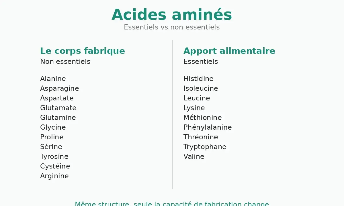 Tableau comparant les acides aminés essentiels et non essentiels. Le corps fabrique les non essentiels, tandis que les essentiels proviennent de l'apport alimentaire.