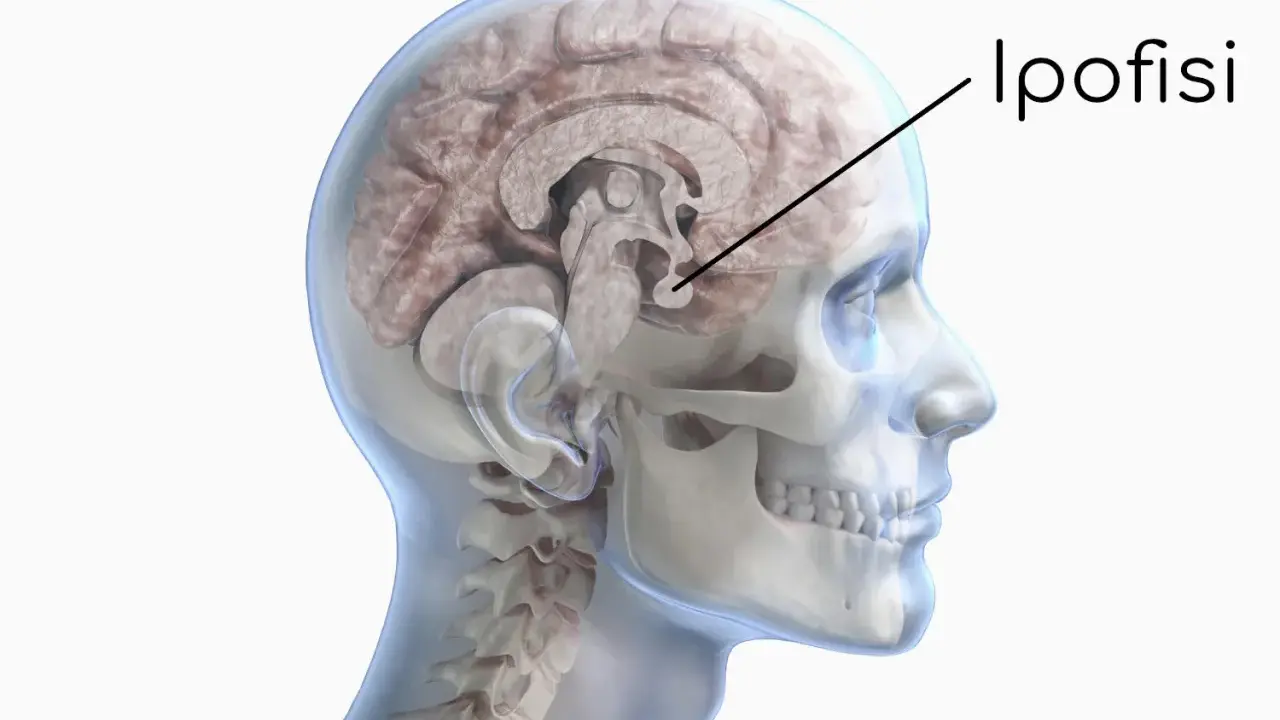 Sezione del cervello umano che evidenzia l'ipofisi. Un tumore ipofisi sintomi può manifestarsi con disturbi visivi o ormonali.
