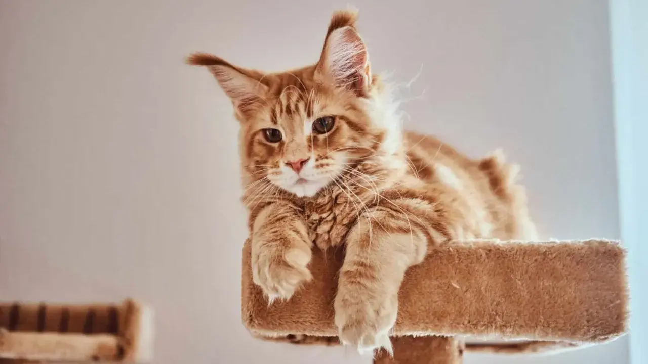 Rudy kot Maine Coon, którego wiek można ocenić po jego młodzieńczym spojrzeniu, leży na drapaku.