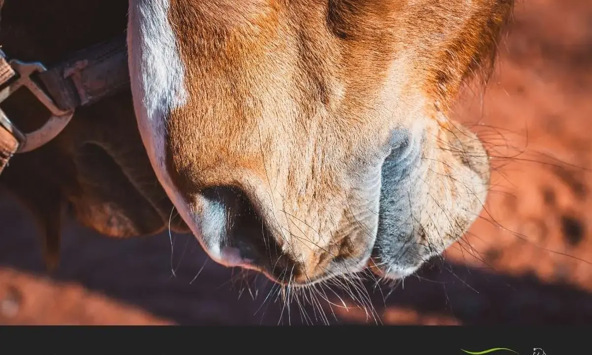 Nahaufnahme eines Pferdekopfes. Die Druse beim Pferd ist meldepflichtig.