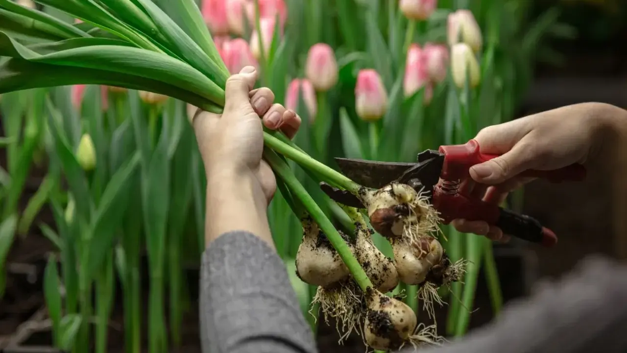 Ręce przycinają cebulki tulipanów, przygotowując je do sadzenia. W tle kwitnące różowe i żółte tulipany. Idealny czas, kiedy sadzić tulipany, to jesień.